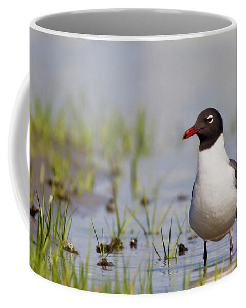 Gull Coffee Mug featuring the photograph Laughing Gull on Taylors Creek by Bob Decker