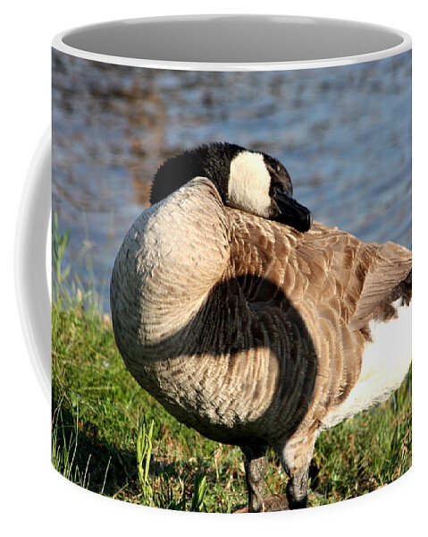 Nature Coffee Mug featuring the photograph Lazy Canada Goose and Shadow by Sheila Brown