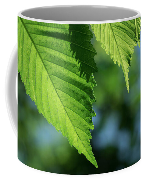Leaves Coffee Mug featuring the photograph Leaf Variation 1 of 3 by James Barber