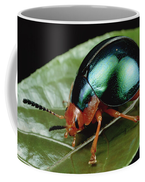 00126082 Coffee Mug featuring the photograph Leaf Beetle from South Africa by Mark Moffett