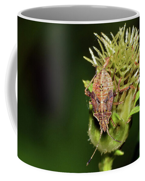 Photograph Coffee Mug featuring the photograph Leaf Footed Bug Nymph by Larah McElroy