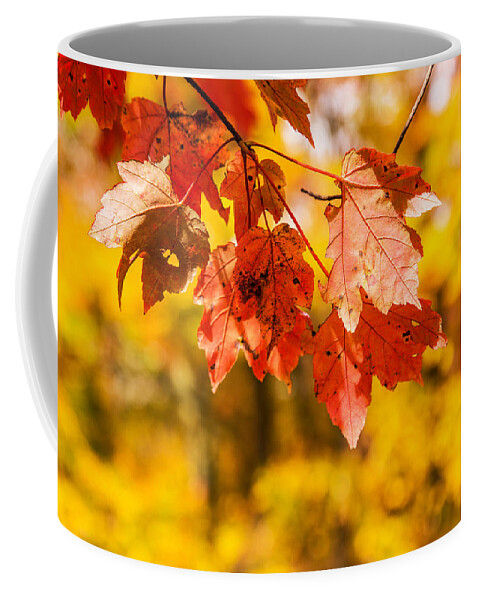 Autumns Yellow Coffee Mug featuring the photograph Leaves Of Autumn by Karol Livote