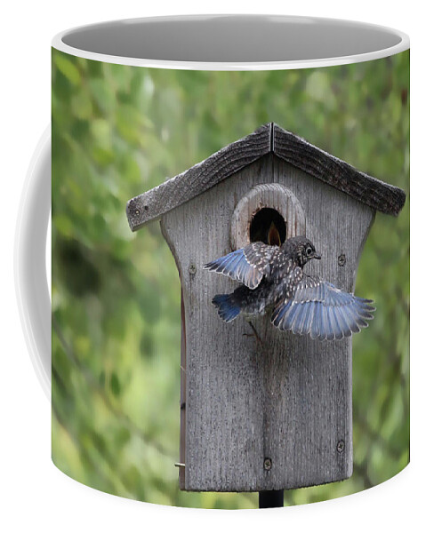 Bluebird Coffee Mug featuring the photograph Leaving Home by Jackson Pearson