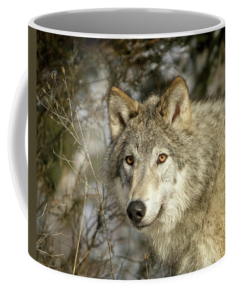 Wolf Coffee Mug featuring the photograph Legend of the Forest by Jack Bell