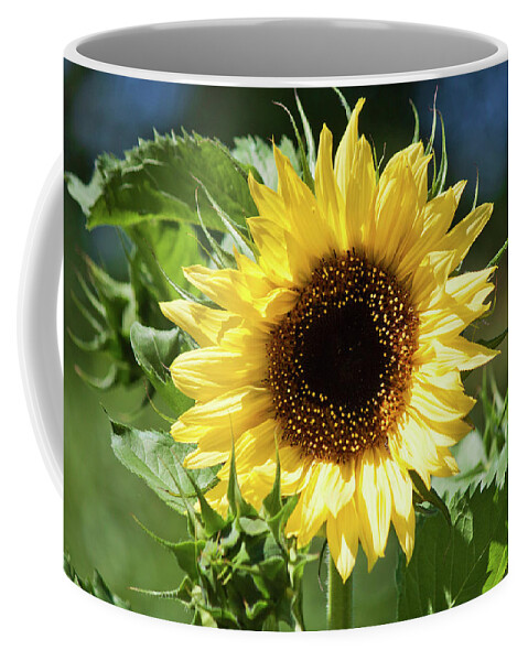 Sunflower Coffee Mug featuring the photograph Lemon Queen in July by Jeff Severson