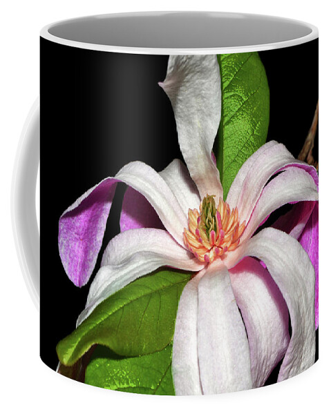 Magnolia Coffee Mug featuring the photograph Leonard Magnolia Blossom 004 by George Bostian