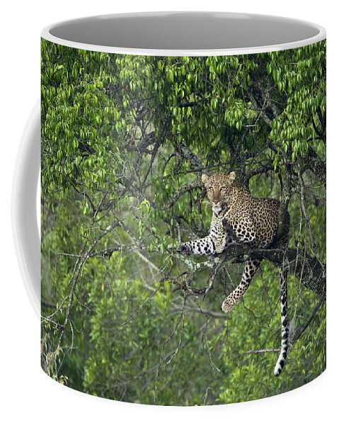 00442335 Coffee Mug featuring the photograph Leopard Resting In Tree Masai Mara Kenya by Suzi Eszterhas