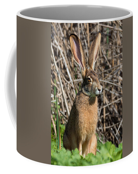 California Coffee Mug featuring the photograph Lepus Californicus by Kathleen Bishop