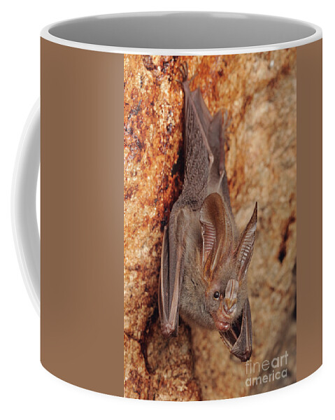 00441512 Coffee Mug featuring the photograph Lesser False Vampire Bat by Chien Lee