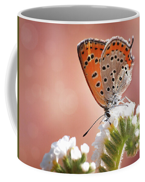 Lycaena Thersamon Coffee Mug featuring the photograph Lesser Fiery Copper by Meir Ezrachi