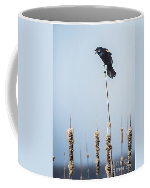 Red Winged Blackbird Coffee Mug featuring the photograph Let Me Tell You by Joann Long