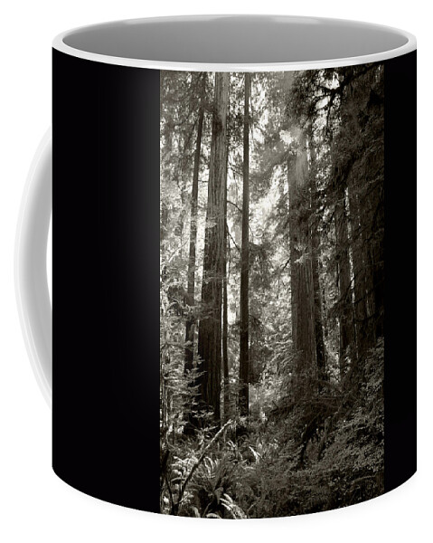 Redwoods Coffee Mug featuring the photograph Light through Redwoods by Kathleen Grace