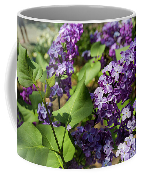 National Arboretum Coffee Mug featuring the photograph Lilac by Agnes Caruso