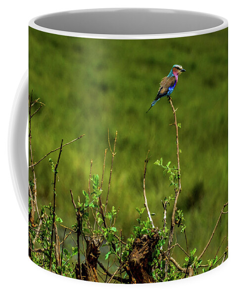 Africa Coffee Mug featuring the photograph Lilac-breasted Roller on bush by Marilyn Burton