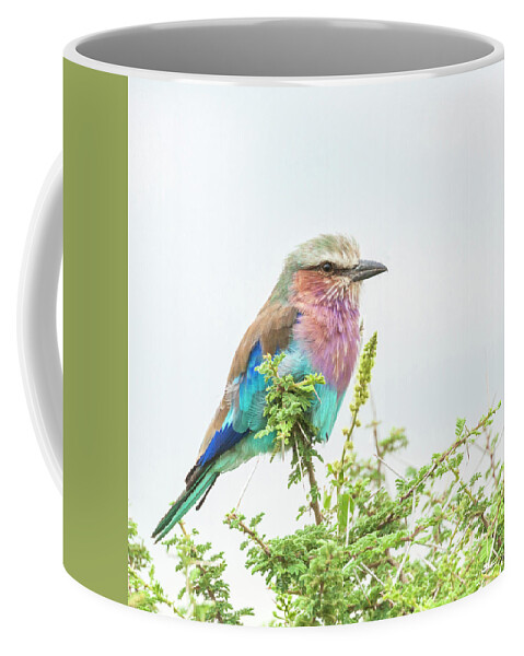Africa Coffee Mug featuring the photograph Lilac breasted roller. by Usha Peddamatham