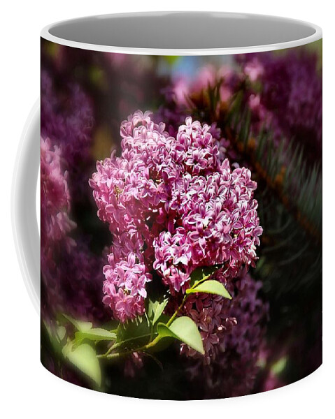 Spring Coffee Mug featuring the photograph Lilacs and Spruce Tree by Elaine Manley