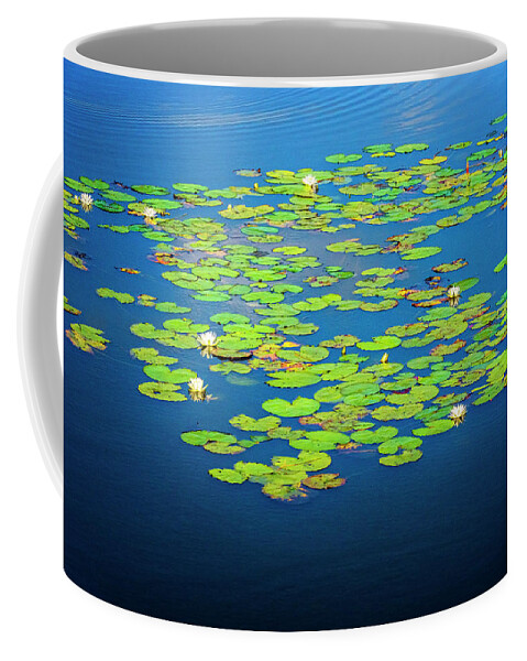 North Port Florida Coffee Mug featuring the photograph Lily Pads by Tom Singleton