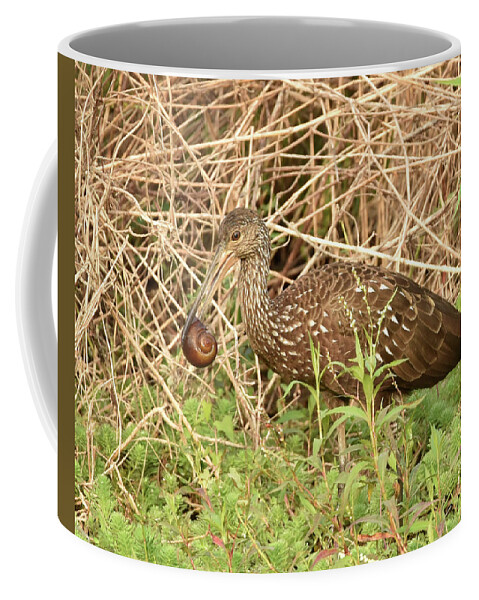 Limpkin Coffee Mug featuring the photograph Limpkin Eating an Apple Snail by Artful Imagery