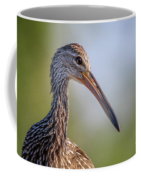 Limpkin Coffee Mug featuring the photograph Limpkin Portrait by Tom Claud