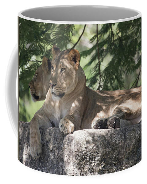 Lion Coffee Mug featuring the photograph Lion by Dart Humeston