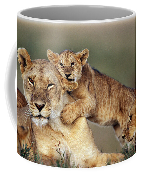 Animal Coffee Mug featuring the photograph Lion With Cubs by Michel & Christine Denis-Huot