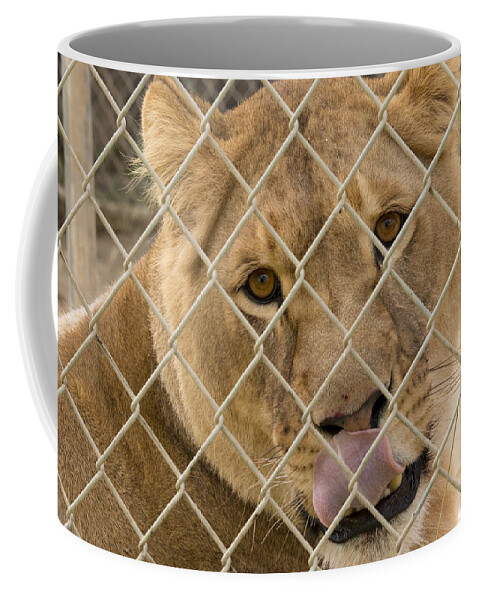 Animal Coffee Mug featuring the photograph Lioness Licks by Travis Rogers