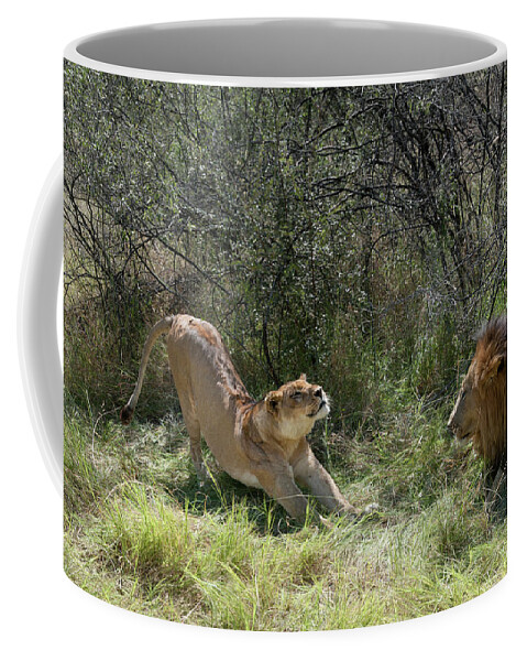 Africa Coffee Mug featuring the photograph Lions by Adele Aron Greenspun