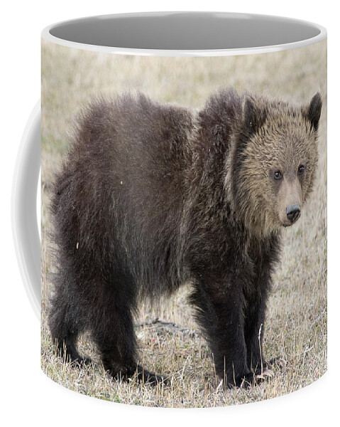 Grizzly Cub Coffee Mug featuring the photograph Little America Cub by Deby Dixon