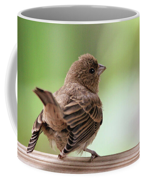 Birds Coffee Mug featuring the photograph Little Bird by Trina Ansel