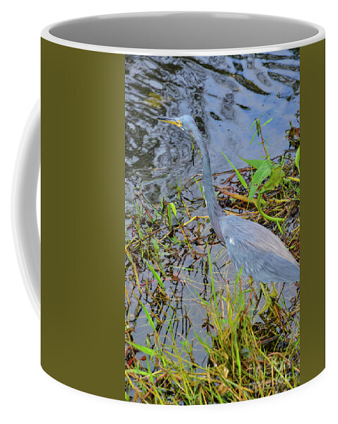 The Everglades Coffee Mug featuring the photograph Little Blue Heron by Bob Phillips
