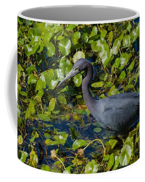 Little Blue Heron Coffee Mug featuring the photograph Little Blue Heron by Ed Gleichman