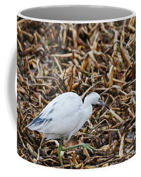 Heron Coffee Mug featuring the photograph Little Blue Heron- immature molting by David Campione