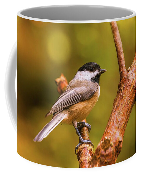 Bird Coffee Mug featuring the photograph Little Chickadee by Lena Auxier