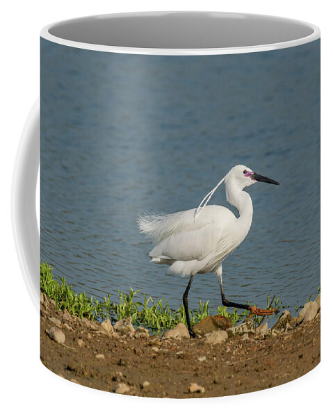 Little Egret Coffee Mug featuring the photograph Little Egret by Scott Carruthers