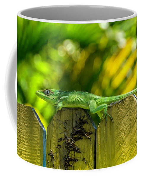 Iguana Coffee Mug featuring the photograph Little Green Visitor by Wolfgang Stocker