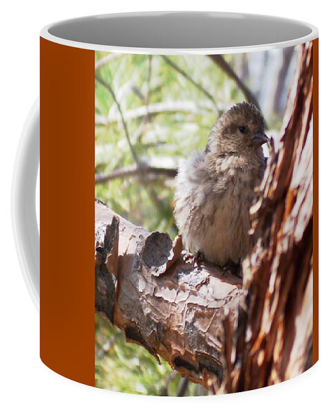 Baby Siskin Coffee Mug featuring the photograph Little Shy by Marika Evanson