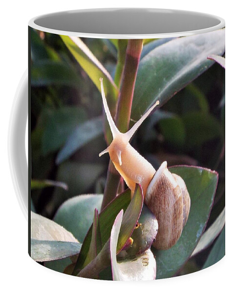 Snail Coffee Mug featuring the photograph little Victory by Michael Dillon
