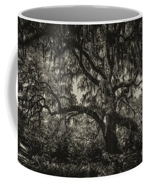 Live Oak Tree Coffee Mug featuring the photograph Live Oak Tree Sepia by Dale Powell