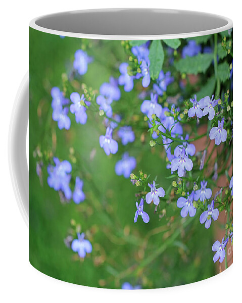 Blue Coffee Mug featuring the photograph Lobelia Flowers by Karen Adams
