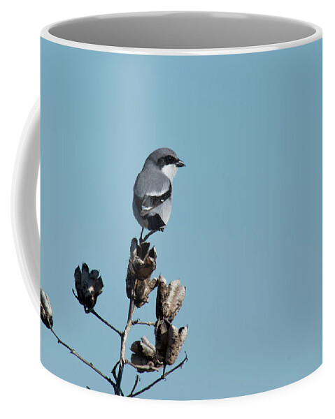 Loggerhead Shrike Coffee Mug featuring the photograph Loggerhead Shrike by Frank Madia