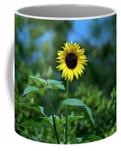 Sunflower Coffee Mug featuring the photograph Lone Sunflower by Sam Rino