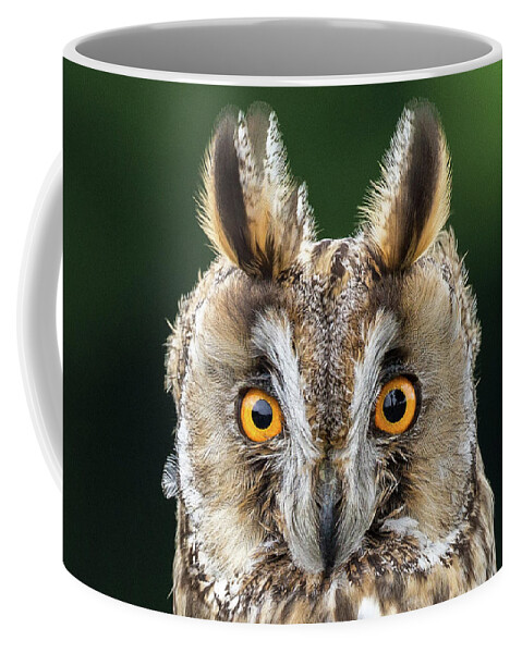 Long Eared Owl Coffee Mug featuring the photograph Long Eared Owl 1 by Nigel R Bell
