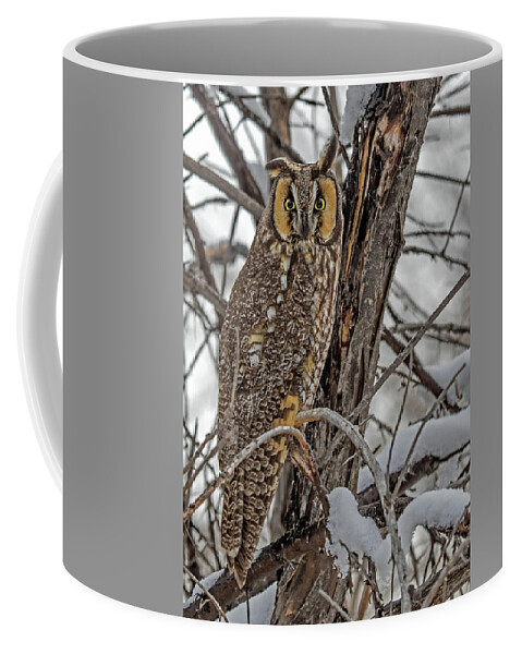Asio Otus Coffee Mug featuring the photograph Long Eared Owl in Snow by Dawn Key