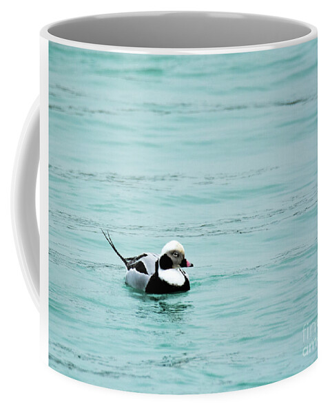Long Tailed Duck Coffee Mug featuring the photograph Long Tailed Duck by Randy J Heath