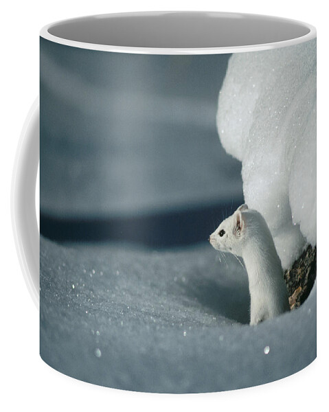 Mp Coffee Mug featuring the photograph Long-tailed Weasel Mustela Frenata by Michael Quinton