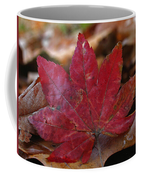 Tree Coffee Mug featuring the photograph Look At Me by Juergen Roth