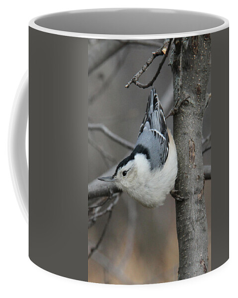 Bird Coffee Mug featuring the photograph Looking For Seeds by Doris Potter