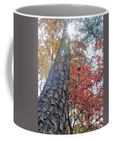 Starburst Coffee Mug featuring the photograph Looking Up by Doris Aguirre