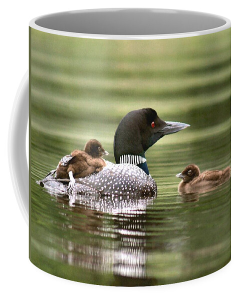 Common Loon Coffee Mug featuring the photograph Loon Family in Sunlight by Sandra Huston