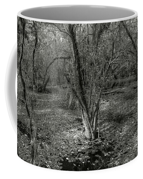  Coffee Mug featuring the photograph Loop Road Swamp #3 by Michael Kirk